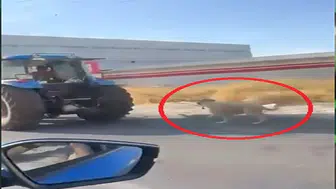 Köpeği traktöre iple bağlayıp koşturdu