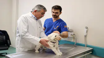 Hayvan hastanesinde 21 bin veterinerlik hizmeti verildi