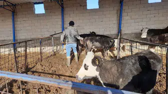 Konya ilçesinde şap alarmı: Sürüler güvende!