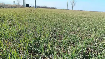 Konya'da sağlıklı hububat için titiz çalışma sürüyor!