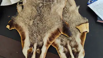 Sınır kapısında yakalandı: Ülkeye öyle bir şey sokmak istedi ki...