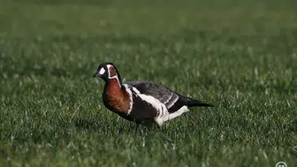 15 yıl sonra yeniden geldi: Nadir tür dikkat çekiyor!
