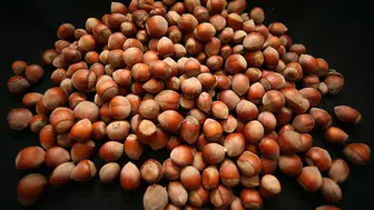 Türk fındığı 2025'te 122 ülkede alıcı buldu