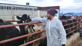 Konya'nın sürülerine kritik müdehale!