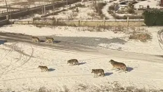 Konya'nın o ilçesinde kurtlar yerleşim alanına indi!