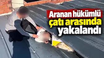 Aranan hükümlü çatı arasında yakalandı