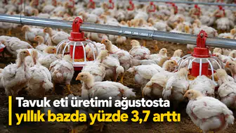 Ağustos'ta Tavuk Eti Üretimi Yükseldi, Yumurta Fiyatları Tarihi Zirveye Ulaştı!