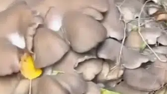 Konya’da böylesi görülmedi: Tek kökten tam 16 kilo çıktı!