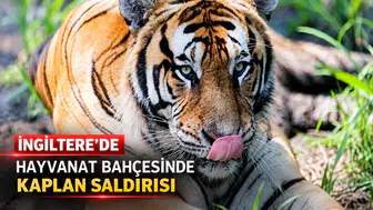 İngiltere'de hayvanat bahçesinde kaplan saldırısı