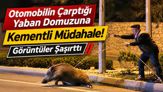 Otomobilin Çarptığı Yaban Domuzuna Kementli Müdahale! Görüntüler Şaşırttı