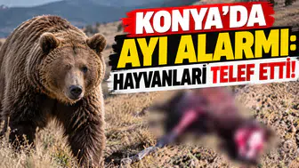 Konya'da ayı alarmı: Hayvanları telef etti!