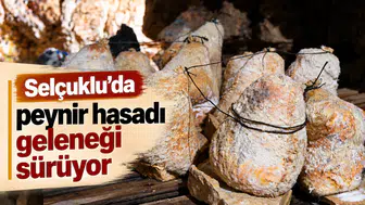 Selçuklu’da peynir hasadı geleneği sürüyor