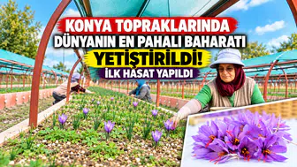 Konya topraklarında dünyanın en pahalı baharatı yetiştirildi! İlk hasat yapıldı