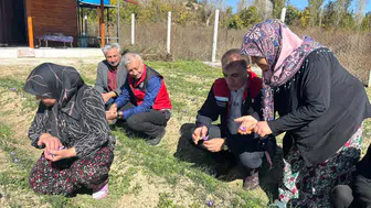 Konya’da safran üretiliyor: Üretici sorunları masaya yatırıldı!