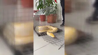 Denizli’de el konulan piton Konya’ya gönderiliyor!