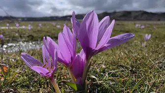 Baharın müjdecisi çiğdem çiçekleri açtı!