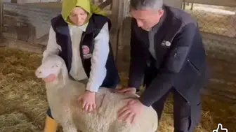 Konya’dan çıkan ıslah başarısı: Orta Anadolu Merinosu üretimde yeni dönem başlattı!