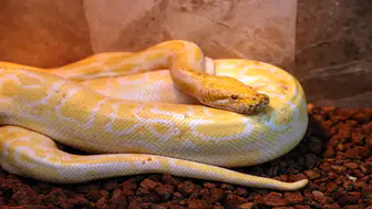 Konya'da albino Burma pitonuna doğal yaşam şartlarında bakılıyor