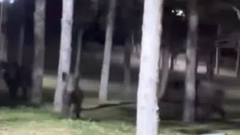 Konya'nın merkezinde yaban domuzu paniği: Yerleşim alanına indiler!