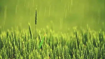 Konya'nın 6 ilçesine müjdeli haber: Yağış hattı ilerliyor!