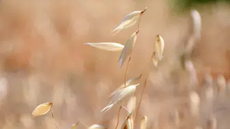 Konya'da dev tarım hamlesi: Konya üretim üssü olacak