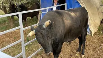 Boğa sahibini hastanelik etti