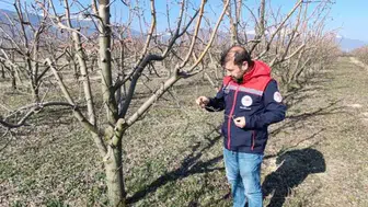 Konya'da eken baharda meyve bahçeleri denetlendi