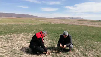 Konya’da hububat tarlaları mercek altında: Ekipler sahaya indi