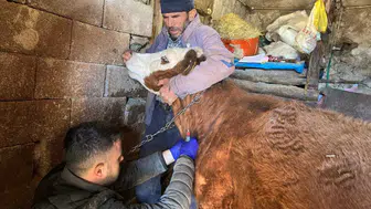 Konya'da büyükbaş hayvanlar için kritik tarama! Kan numuneleri alındı