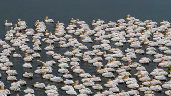 Ak pelikanlar Çavuşçu Gölü’nde mola verdi