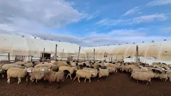 Konya’da küçükbaş hayvancılık güçleniyor