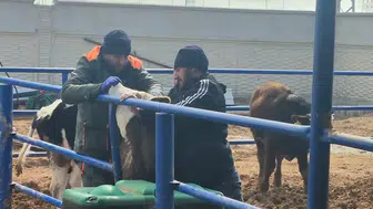Konya'da şap alarmı: Ekipler sahaya indi