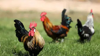 Denizli horozuna Konya imzası!