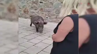 Şarkıcı Safiye Soyman, kapısına gelen yaban domuzunu cevizle besledi