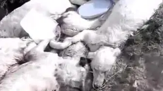 Konya'daki ölü köpek fotoğrafları gündem oldu: Başkandan açıklama geldi!