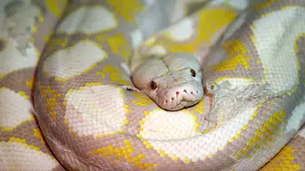 Konya'daki merkezde albino pitonlara özel şartlarda bakılıyor