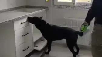 'Torbacı' operasyonunda 2 tutuklama