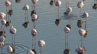 Konya pembeye büründü: Kartpostallık bahar manzarası