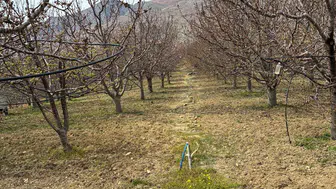 Konya'nın kiraz başkenti Hadim'de bahçeler güvende!