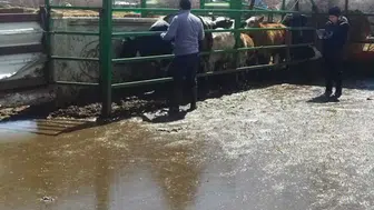 Konya'da aşılama seferberliği başladı!