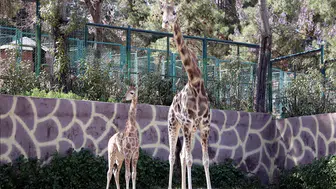 Türkiye’de doğan ilk zürafanın ismi anketle belli olacak