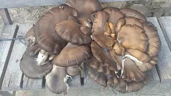 Konyada 9,7 kiloluk dev mantar bulundu!