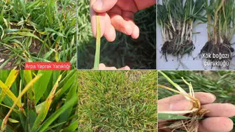 Konya tarlalarında mantar riski arttı: Ekipler harekete geçti!