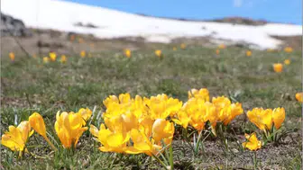 Konya'da doğa uyandı: Renk cümbüşü büyülüyor!