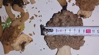 Kilosu 1.500 TL: Konya'da herkes toplamaya çıktı!