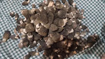 Konya'da yüksek kazançlı ürün için yarış başladı: Herkes toplamaya çıktı!