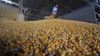 Mısırda tarife kontenjanı açıldı