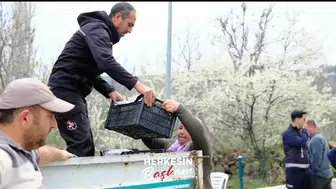 Konya çilek üretim üssü olacak: Belediye bedava dağıttı!
