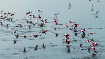 Düden Gölü’nde flamingoların görsel şöleni