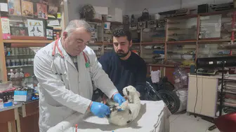 Konya'da kuzuya cerrahi müdahale yapıldı